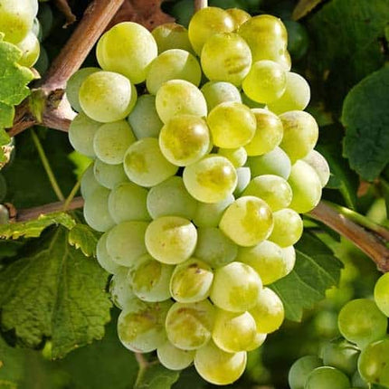 Viță de vie Sauvignon Blanc  25 buc