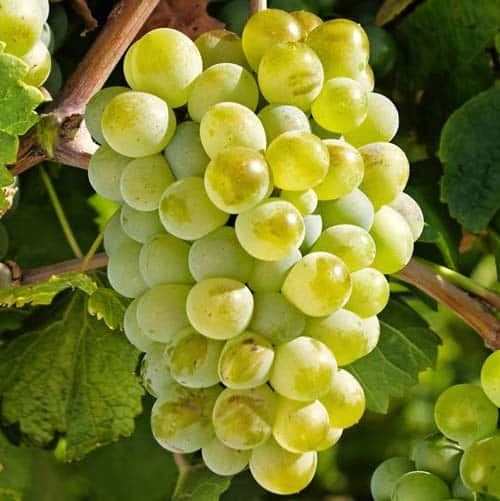 Viță de vie Sauvignon Blanc  25 buc