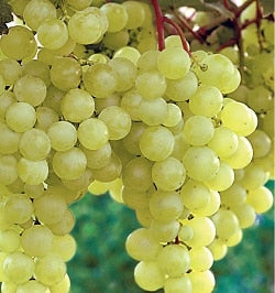 Vita de vie soi alb fara samburi thopmson seedless la ghiveci
