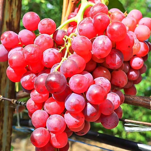Vita de vie Swenson Red la ghiveci