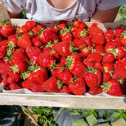 Stoloni de Căpșuni Giganttella la Ghiveci – Căpșuni mari, dulci și ușor de cultivat în ghiveci