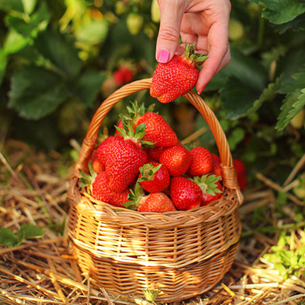 Stoloni de Căpșuni Giganttella la Ghiveci – Căpșuni mari, dulci și ușor de cultivat în ghiveci