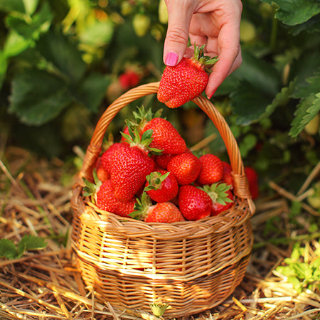 Stoloni de Căpșuni Giganttella la Ghiveci – Căpșuni mari, dulci și ușor de cultivat în ghiveci