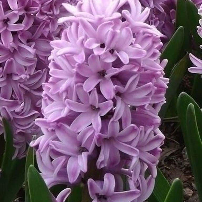 Zambile Splendid Cornelia 3 buc
